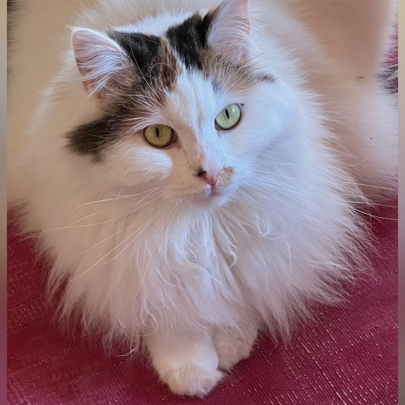 Meet your Posher, Izah - Picture 3 of 3